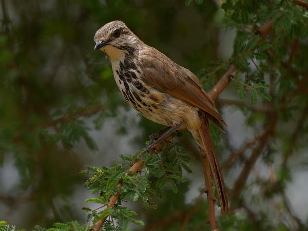 <h3><a href="/trips/tanzania/biota/animalia/chordata/aves/040 passeriformes/107 turdidae/geokichla guttata/geokichla guttata-nl.html">Geokichla&nbsp;guttata</a> / Spotted&nbsp;ground&nbsp;thrush / Natallijster</h3>OM-1 Mark II met OLYMPUS M.150-400mm F4.5 TC, 1/2000 sec  bij F5.6, ISO 800, afstand 5.19&nbsp;m